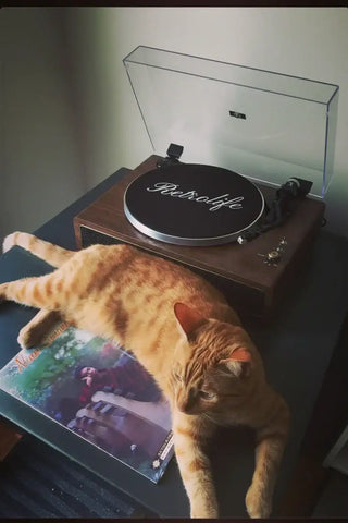 Cat UGC 1 - Orange Cat on Record Sleeve